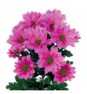 Ярко-розовая ромашковая кустовая хризантема