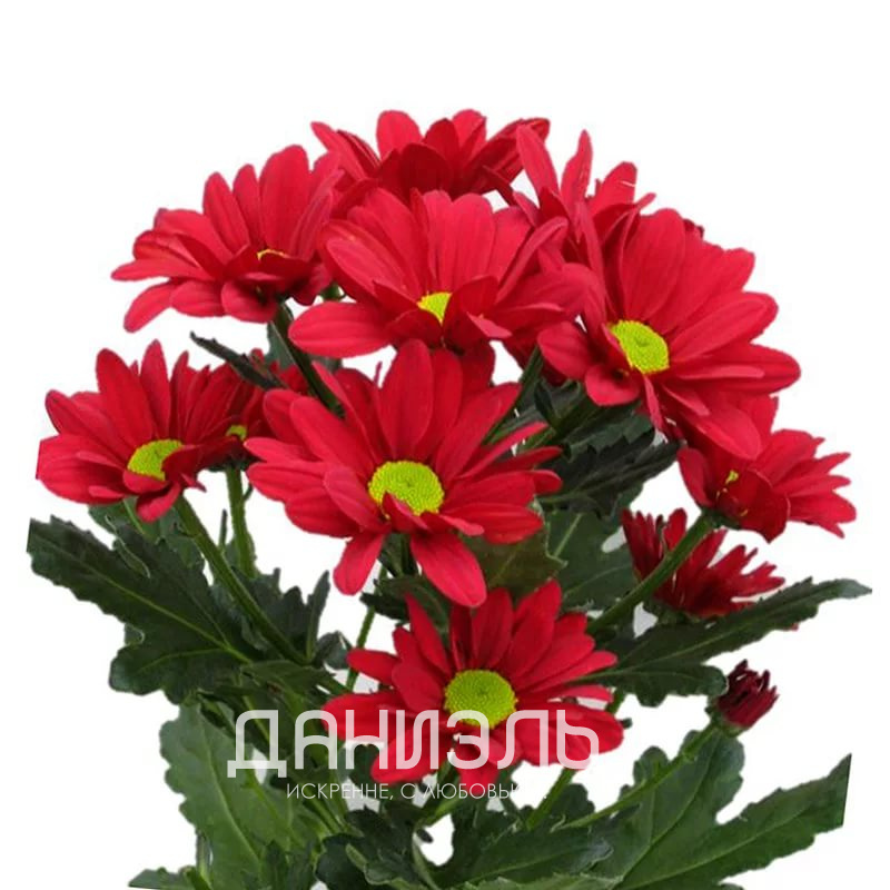Красная ромашковая кустовая хризантема
