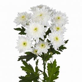 Кустовая хризантема Зембла белая от интернет-магазина «Даниэль» в Астрахани
