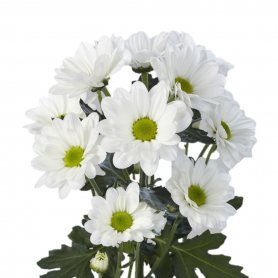 Кустовая хризантема Бакарди белая от интернет-магазина «Даниэль» в Астрахани