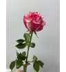 Роза микс в ассортименте (1 шт) 6