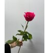 Роза микс в ассортименте (1 шт)