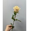 Роза микс в ассортименте (1 шт) 1