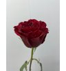 Роза микс в ассортименте (1 шт) 2
