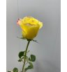 Роза микс в ассортименте (1 шт) 3