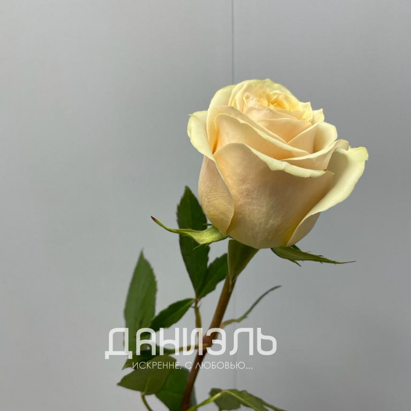 Роза микс в ассортименте (1 шт) 4