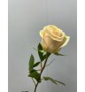 Роза микс в ассортименте (1 шт) 4