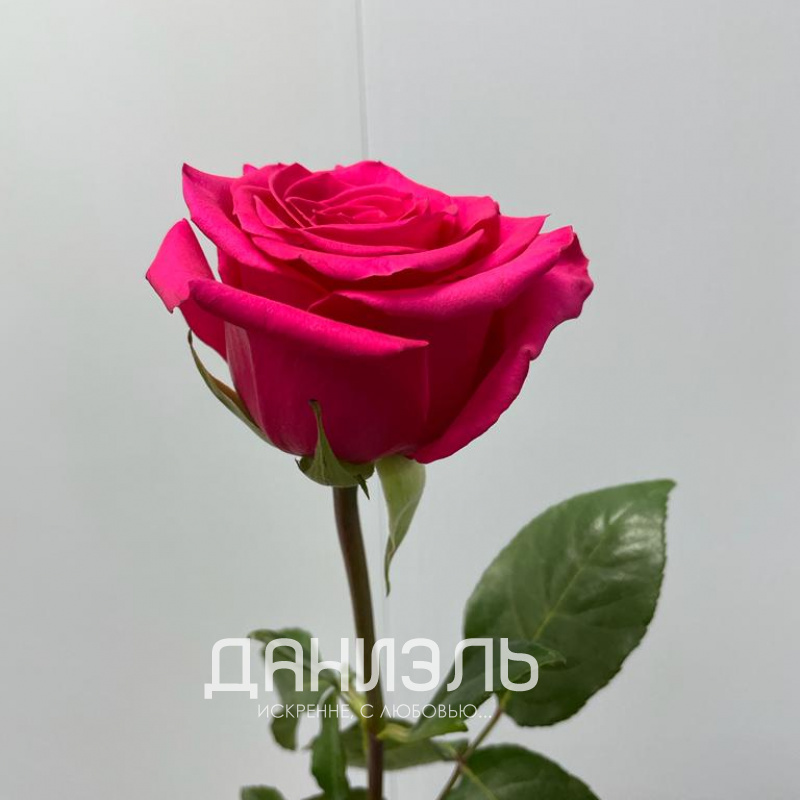 Роза микс в ассортименте (1 шт) 5