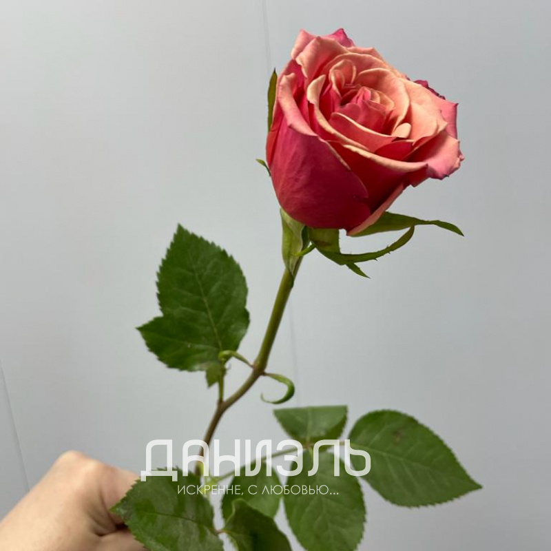 Роза микс в ассортименте (1 шт) 8
