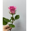 Роза микс в ассортименте (1 шт) 9