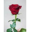 Роза микс в ассортименте (1 шт) 10